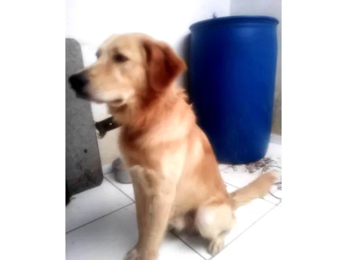 Cachorro ra a SRD-ViraLata idade 3 anos nome Floquinho 