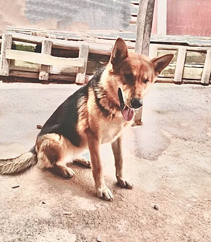 Cachorro ra a Pastor mix idade 2 anos nome Luma