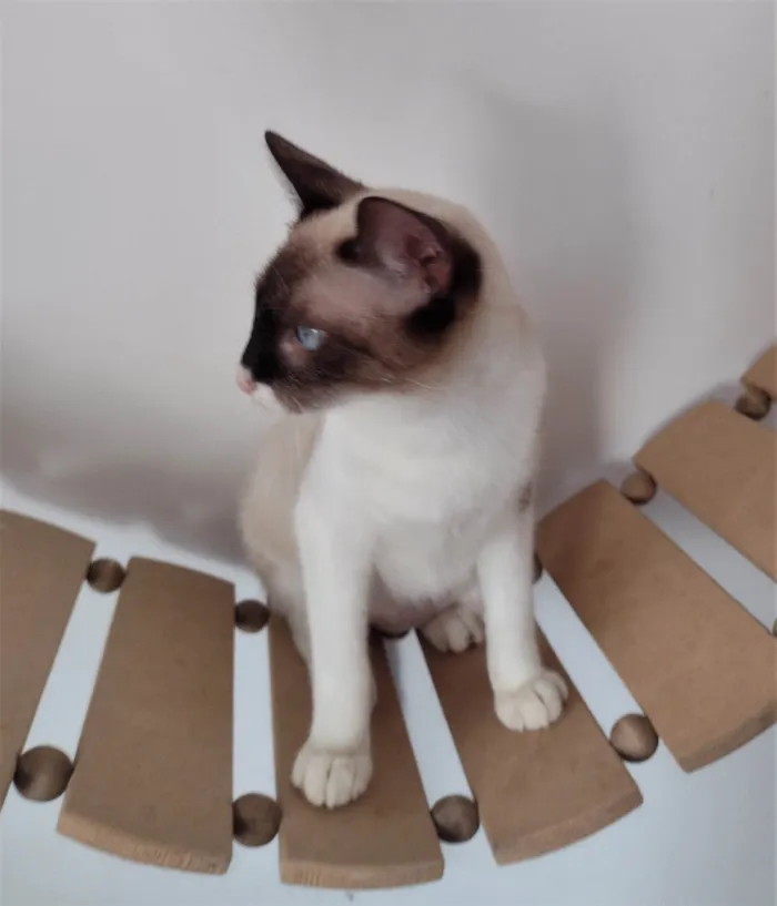 Gato ra a SRD-ViraLata idade 7 a 11 meses nome Mag
