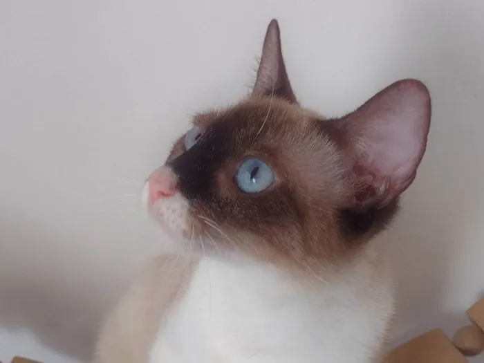 Gato ra a SRD-ViraLata idade 7 a 11 meses nome Mag