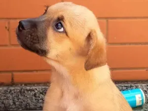 Cachorro raça SRD-ViraLata idade 2 a 6 meses nome Meg