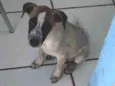 Leia 