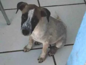 Cachorro raça Indefinida  idade Abaixo de 2 meses nome Leia 