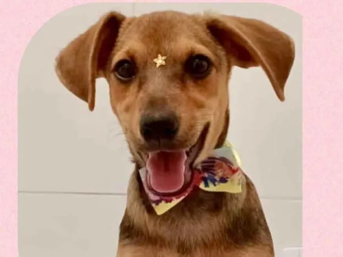 Cachorro raça SRD-ViraLata idade 2 a 6 meses nome Amora