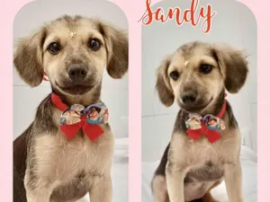 Cachorro raça SRD-ViraLata idade 2 a 6 meses nome Sandy