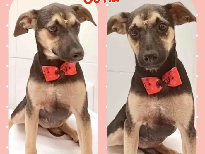 Cachorro raça SRD-ViraLata idade 2 a 6 meses nome Sofia