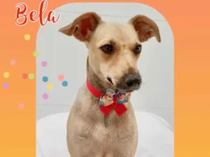 Cachorro raça SRD-ViraLata idade 2 anos nome Bela 