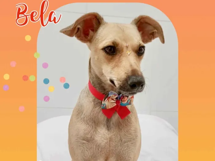 Cachorro raça SRD-ViraLata idade 2 anos nome Bela 