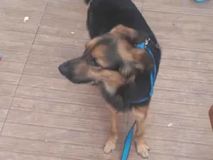 Cachorro raça SRD-ViraLata idade 1 ano nome Sem nome