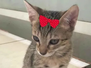 Gato raça Mestica  idade 2 a 6 meses nome Júlia 