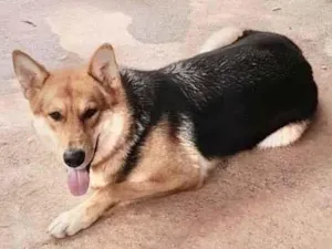 Cachorro raça Pastor mix idade 2 anos nome Luma