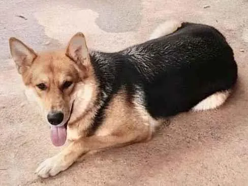 Cachorro ra a Pastor mix idade 2 anos nome Luma