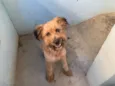 Apolo