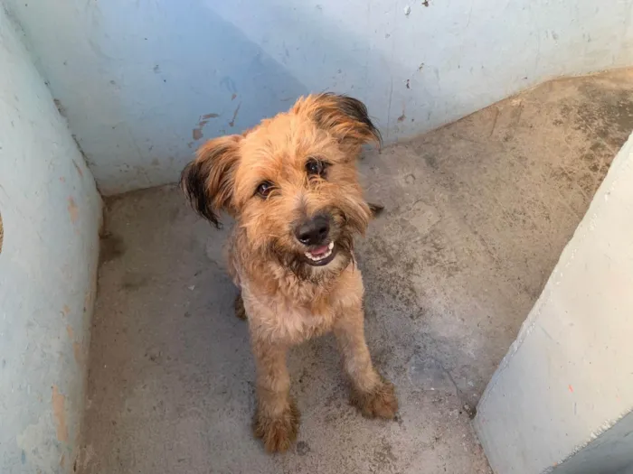 Cachorro ra a SRD-ViraLata idade 1 ano nome Apolo
