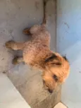 Apolo