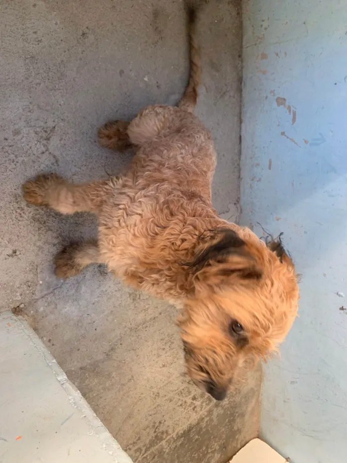 Cachorro ra a SRD-ViraLata idade 1 ano nome Apolo