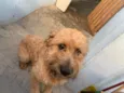 Apolo