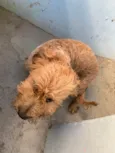 Apolo