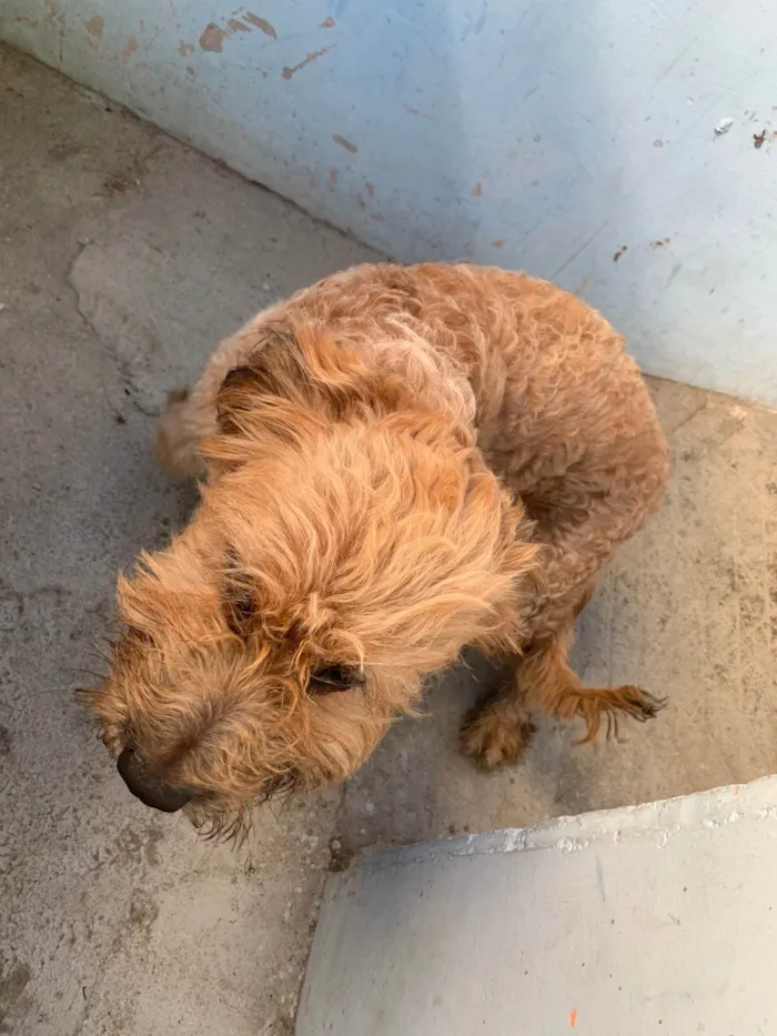 Cachorro ra a SRD-ViraLata idade 1 ano nome Apolo