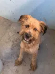 Apolo