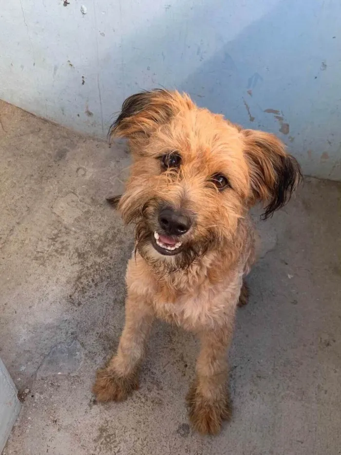 Cachorro ra a SRD-ViraLata idade 1 ano nome Apolo