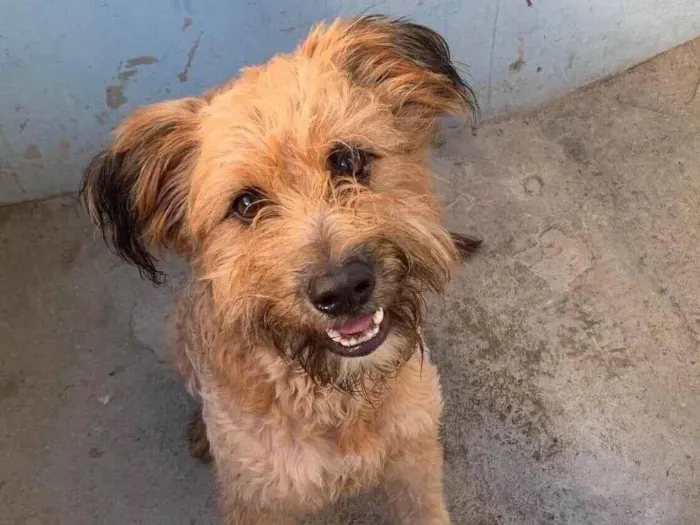 Cachorro ra a SRD-ViraLata idade 1 ano nome Apolo