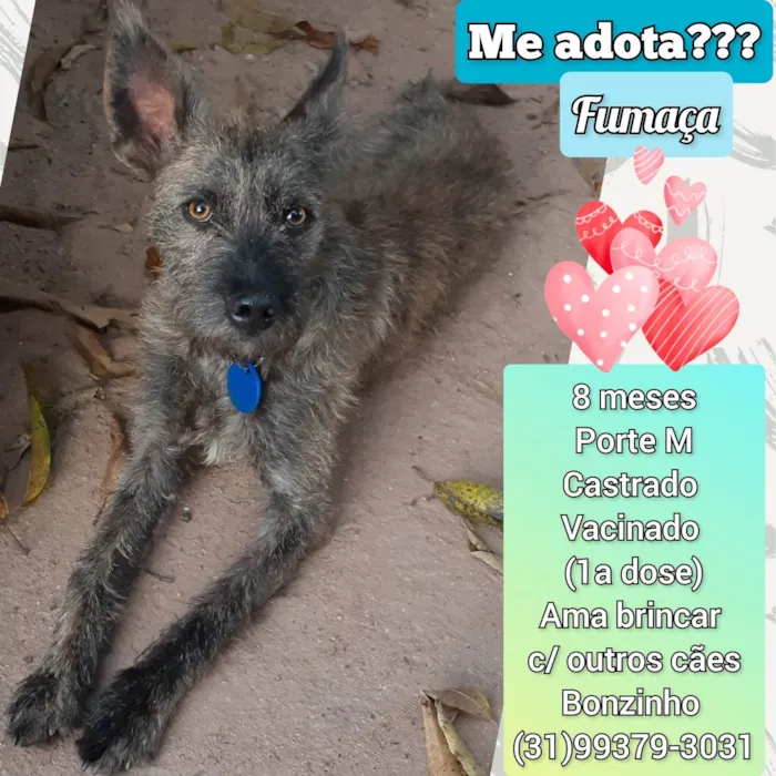 Cachorro raça SRD-ViraLata idade 7 a 11 meses nome Fumaça 