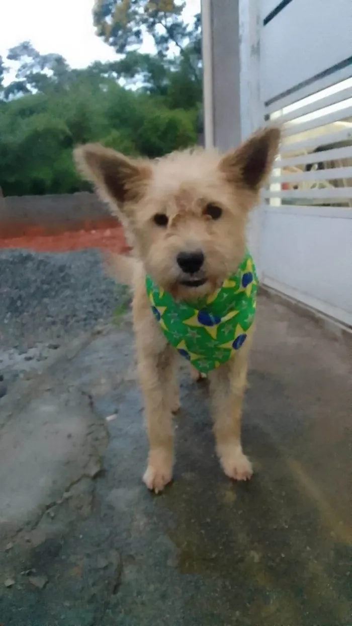 Cachorro raça SRD-ViraLata idade 2 anos nome Sorriso