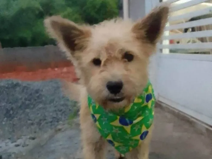 Cachorro raça SRD-ViraLata idade 2 anos nome Sorriso