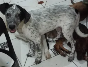 Cachorro raça SRD-ViraLata idade 2 a 6 meses nome OREO / MEL / 