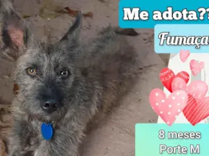 Cachorro raça SRD-ViraLata idade 7 a 11 meses nome Fumaça 