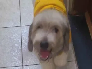 Cachorro raça SRD-ViraLata idade 2 anos nome Ralf