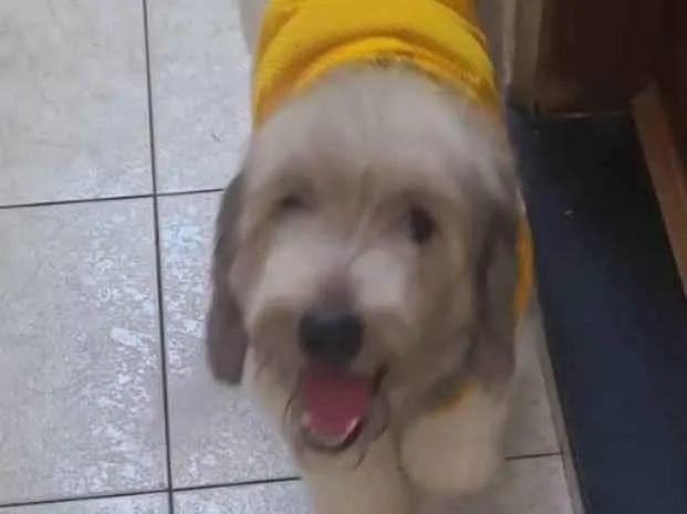 Cachorro ra a SRD-ViraLata idade 2 anos nome Ralf