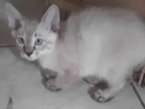 Gato raça SRD-ViraLata idade 2 a 6 meses nome Cotoco / Leo/ Tigrinho