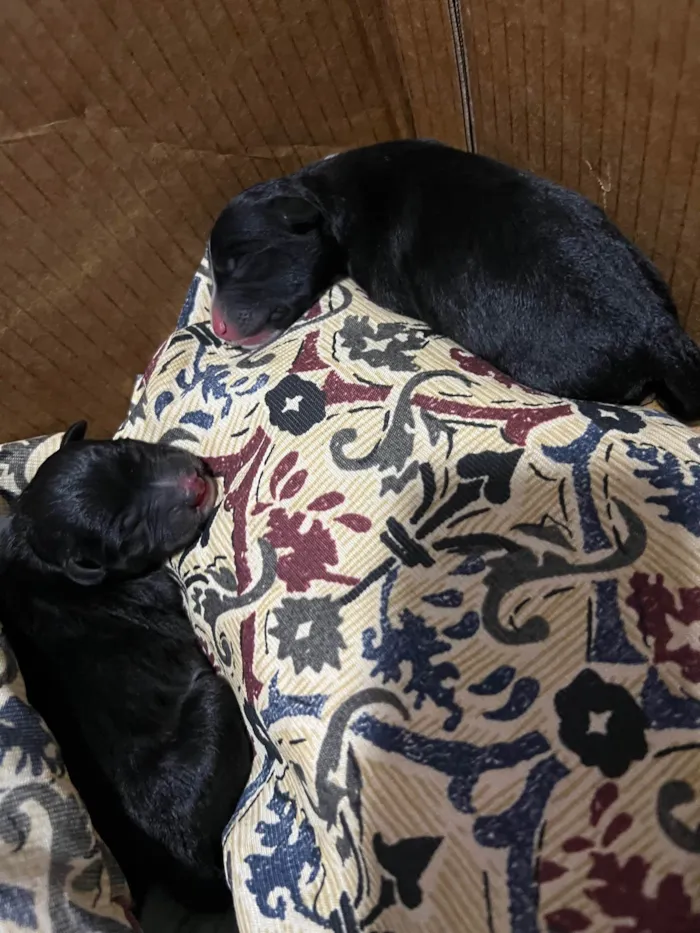 Cachorro ra a Misto bull terrier e rsd idade Abaixo de 2 meses nome Laila e guerreiro 