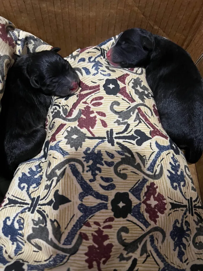 Cachorro ra a Misto bull terrier e rsd idade Abaixo de 2 meses nome Laila e guerreiro 
