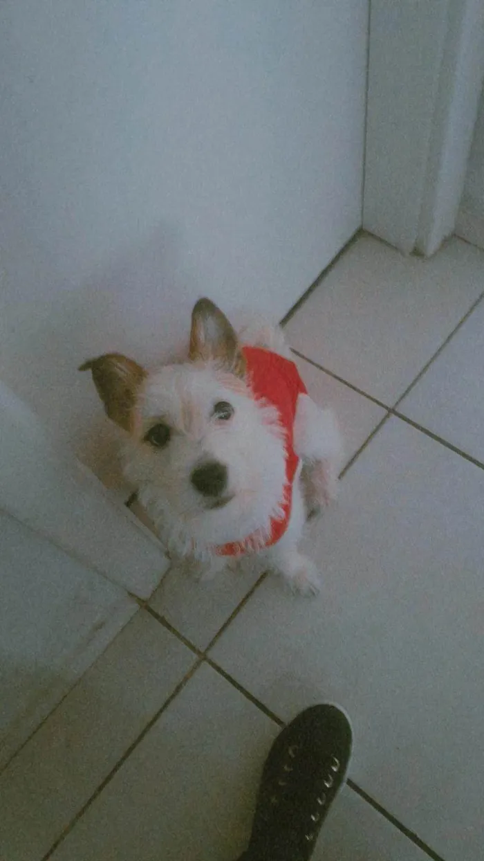 Cachorro raça Sem raça definida  idade 1 ano nome Emma 
