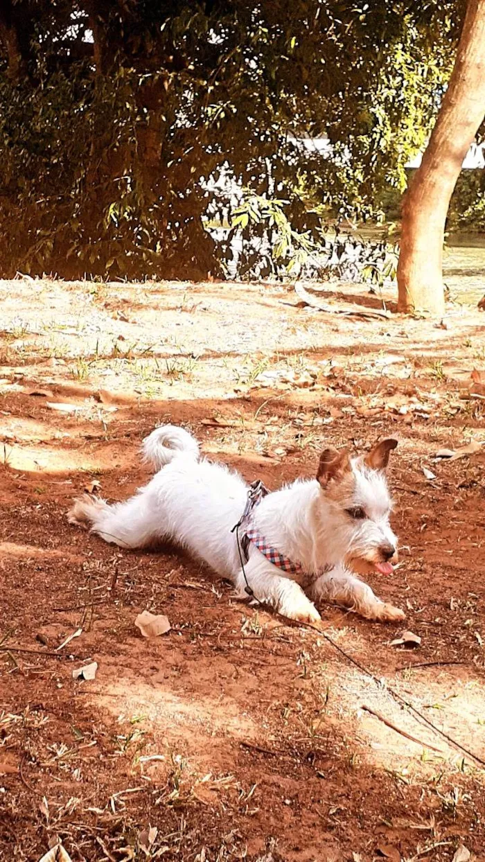 Cachorro raça Sem raça definida  idade 1 ano nome Emma 