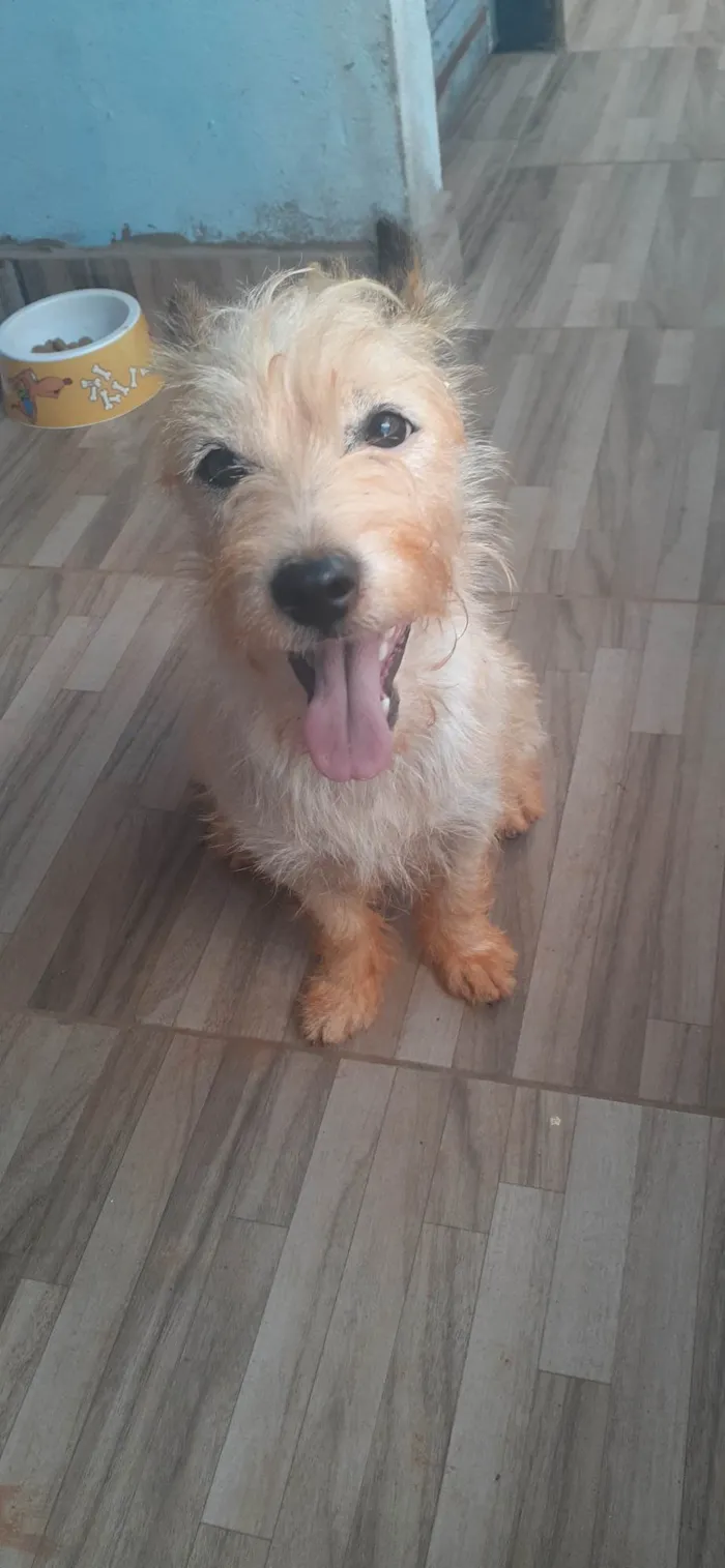 Cachorro raça Sem raça definida  idade 1 ano nome Emma 
