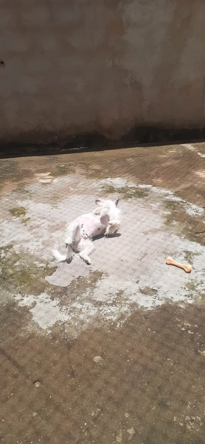 Cachorro raça Sem raça definida  idade 1 ano nome Emma 