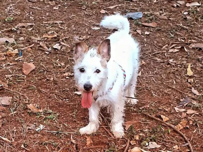 Cachorro raça Sem raça definida  idade 1 ano nome Emma 