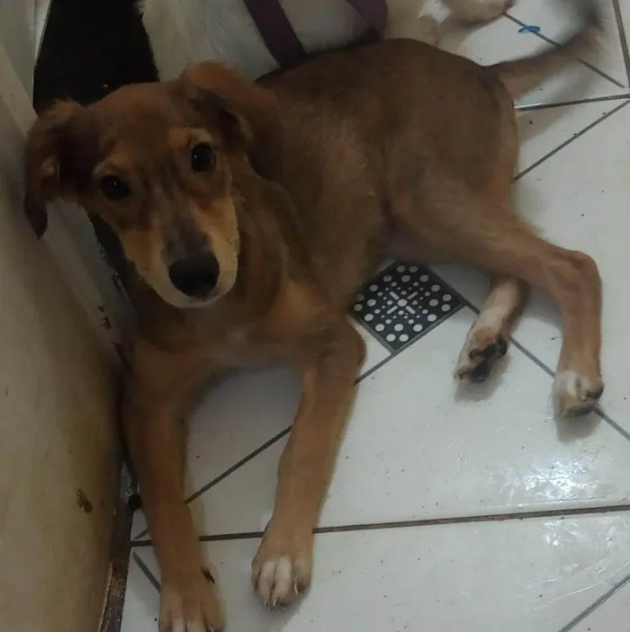 Cachorro ra a SRD-ViraLata idade 2 a 6 meses nome MEL