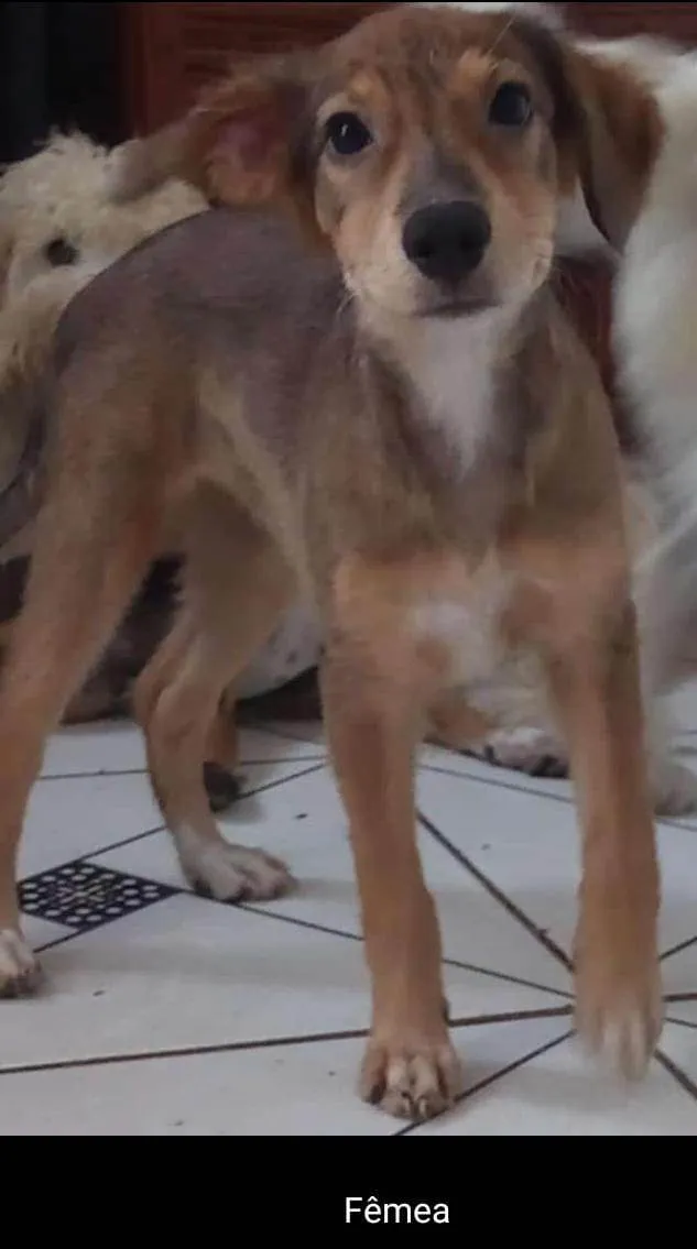 Cachorro ra a SRD-ViraLata idade 2 a 6 meses nome MEL