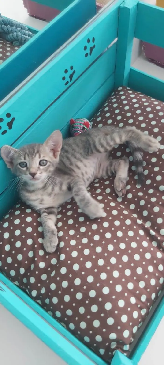Gato ra a srd tigradinha  idade 2 a 6 meses nome BENTO