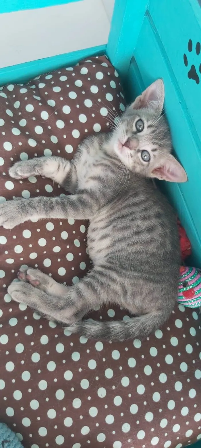 Gato ra a srd tigradinha  idade 2 a 6 meses nome BENTO
