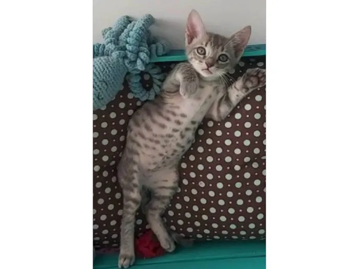 Gato ra a srd tigradinha  idade 2 a 6 meses nome BENTO