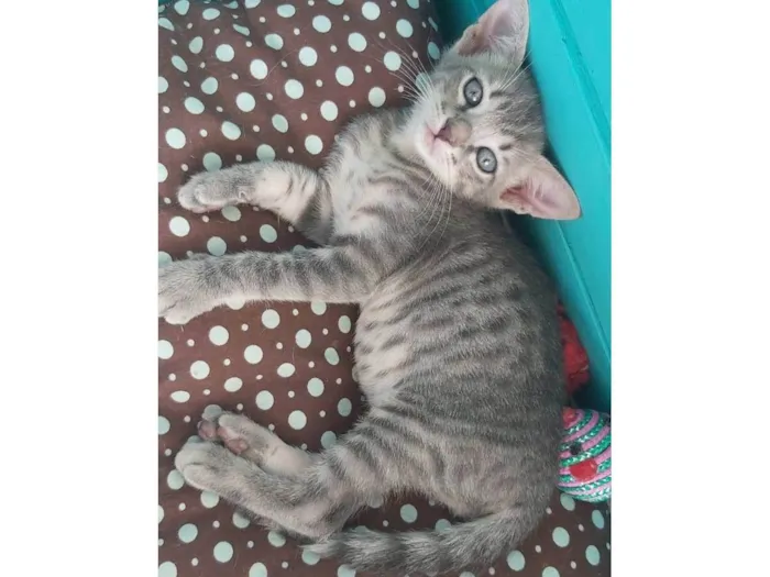 Gato ra a srd tigradinha  idade 2 a 6 meses nome BENTO
