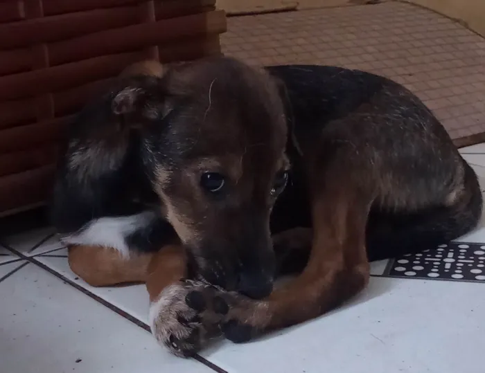 Cachorro ra a SRD-ViraLata idade 2 a 6 meses nome Flash. 