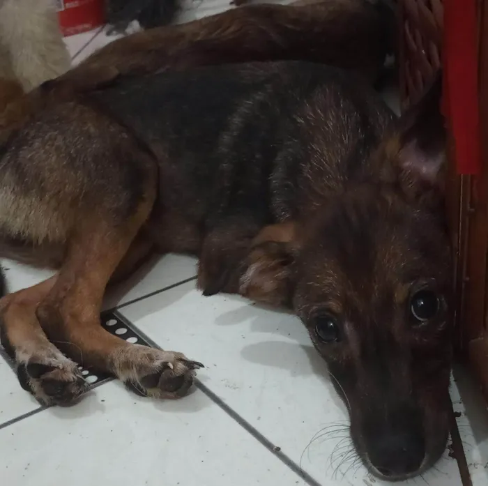 Cachorro ra a SRD-ViraLata idade 2 a 6 meses nome Flash. 