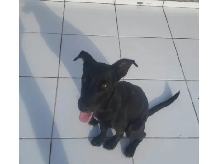 Cachorro ra a SRD-ViraLata idade 7 a 11 meses nome SOFIA
